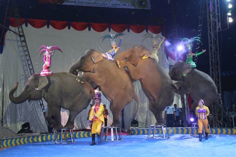 why do people say circuses are fake